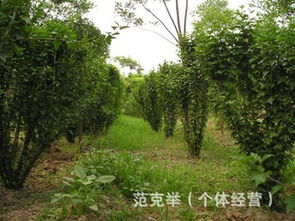 鹏新绿化 优质绿化苗木乔木的专业供应商