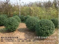 小叶女贞 打造绿色空间的优选苗木