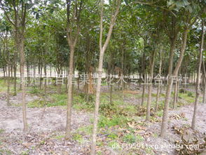 优质桂花苗木供应 3-5公分主干，1米以上分枝，打造雅致园林景观