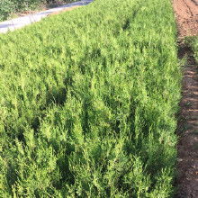 绿化苗木侧柏采购指南 价格、批发与厂家推荐——以鹏新绿化苗木为例