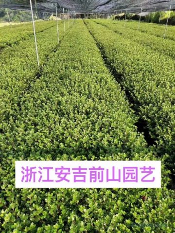 2023年夏鹃球绿化苗木价格解析与选购指南