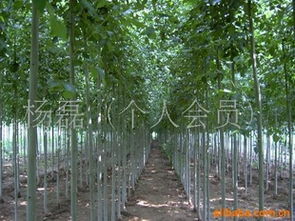 白蜡树苗优质供应商 杨磊与鹏新绿化苗木在农苗网的专业服务