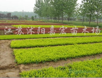 专业供应各类绿化苗木与优质扦插籽播小苗，鹏新绿化苗木助您打造生态家园