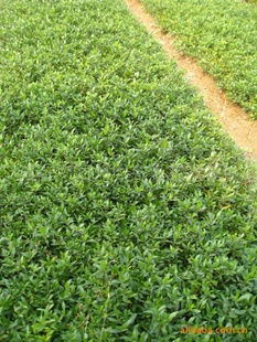 鹏新绿化苗木基地 专业供应湖南小叶栀子，品种齐全，品质保障