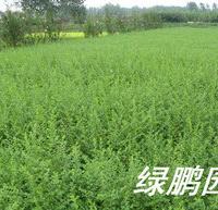 宿迁沭阳绿鹏园艺 一站式绿化产品供应专家