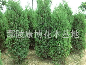 【鹏新绿化】优质园林绿化苗木供应 刺柏、北京桧柏、塔柏、河南桧柏，规格齐全