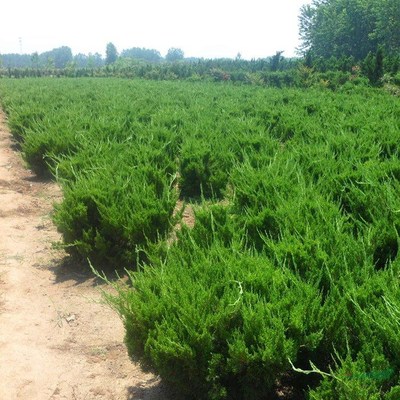 沭阳绿色明珠 探访李想绿化苗木园艺场与鹏新绿化苗木