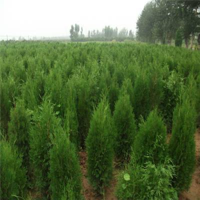 庭院绿化优选 侧柏树苗的生态价值与栽培指南