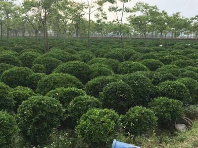 大叶黄杨球 从产地到苗圃的绿化苗木全解析——以鹏新绿化苗木为例