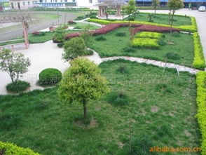 鹏新绿化苗木 精选品种，打造城市绿意盎然