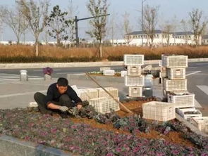 区住建局启动开发区冬季绿化色彩更新工程，鹏新绿化苗木扮靓城市景观