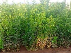 青州双林花卉苗木专业合作社 为您提供热销冬青与优质绿化苗木